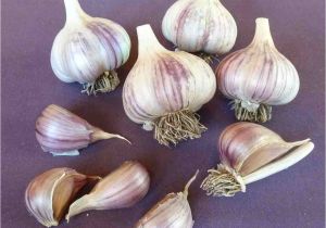 Hardneck Garlic Seed for Sale Online Store Seed Garlic for Sale Online Red Gate Garlic