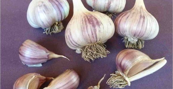 Hardneck Garlic Seed for Sale Online Store Seed Garlic for Sale Online Red Gate Garlic