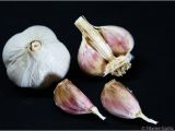 Hardneck Garlic Seed for Sale organic Seed Garlic for Sale by Filaree Garlic Farm