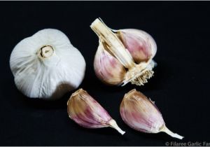 Hardneck Garlic Seed for Sale organic Seed Garlic for Sale by Filaree Garlic Farm