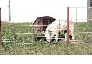 Hog Panels Rural King Hog Fence Panels Image Of Hog Panel Fencing Ideas Hog Wire