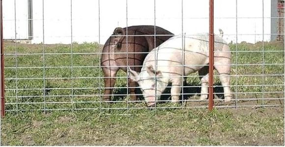 Hog Panels Rural King Hog Fence Panels Image Of Hog Panel Fencing Ideas Hog Wire