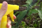 Homemade Bird Repellent Spray How to Make Homemade Bird Repellent Spray with Pictures