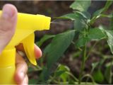 Homemade Bird Repellent Spray How to Make Homemade Bird Repellent Spray with Pictures