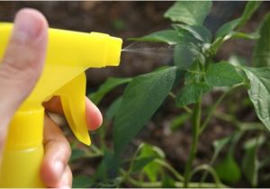 Homemade Bird Repellent Spray How to Make Homemade Bird Repellent Spray with Pictures