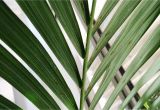 Homemade Fertilizer for Palm Trees How to Grow Palm Trees Indoors
