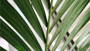 Homemade Fertilizer for Palm Trees How to Grow Palm Trees Indoors