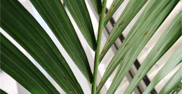 Homemade Fertilizer for Palm Trees How to Grow Palm Trees Indoors