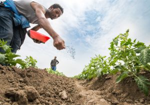 Homemade Fertilizer for Palm Trees How to Make Your Own Fertilizer