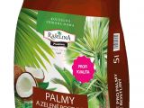 Homemade Fertilizer for Palm Trees Palm Tree and Green Plant Substrate Raa Elina A S