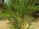 Homemade Fertilizer for Palm Trees the Right Palms to Grow Indoors Palms Online Australia
