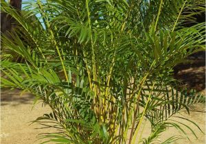 Homemade Fertilizer for Palm Trees the Right Palms to Grow Indoors Palms Online Australia