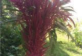 Hopi Red Dye Amaranth 25 Giant Amaranth Seeds 1349 Etsy