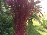 Hopi Red Dye Amaranth 25 Giant Amaranth Seeds 1349 Etsy