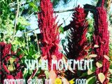 Hopi Red Dye Amaranth Aramanth Instagram Photos and Videos Tupgram Com