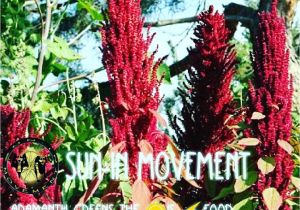 Hopi Red Dye Amaranth Aramanth Instagram Photos and Videos Tupgram Com