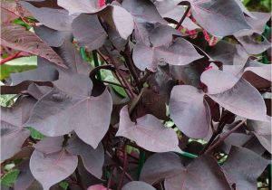 Hopi Red Dye Amaranth Black Leaved Cotton Gossypium Herbaceum Nigrum with Hopi Red