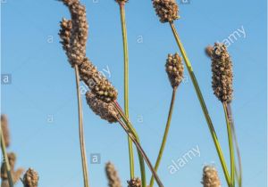 Hopi Red Dye Amaranth Plants Edible Seeds Stock Photos Plants Edible Seeds Stock Images