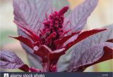 Hopi Red Dye Amaranth Red Food Dye Stock Photos Red Food Dye Stock Images Alamy