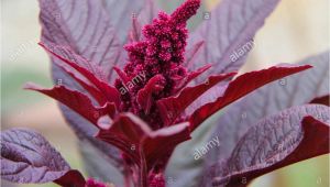 Hopi Red Dye Amaranth Red Food Dye Stock Photos Red Food Dye Stock Images Alamy