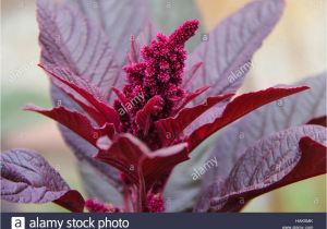 Hopi Red Dye Amaranth Red Food Dye Stock Photos Red Food Dye Stock Images Alamy