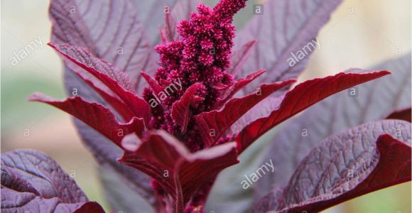 Hopi Red Dye Amaranth Red Food Dye Stock Photos Red Food Dye Stock Images Alamy