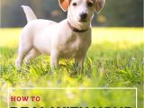 How to Euthanize A Dog with Benadryl 474 Best Pet Health Wellbeing Images On Pinterest