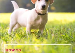 How to Euthanize A Dog with Benadryl 474 Best Pet Health Wellbeing Images On Pinterest