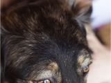 How to Euthanize A Dog with Benadryl 68 Best Animal Health issues Images On Pinterest Dog Care Doggies