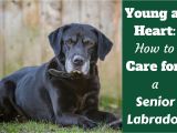 How to Euthanize A Dog with Benadryl Caring for Your Senior Labrador Health and Happiness to the End