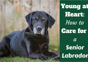 How to Euthanize A Dog with Benadryl Caring for Your Senior Labrador Health and Happiness to the End