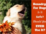 How to Euthanize A Dog with Benadryl How Much Benadryl Dosage for Dogs Antihistamine for Puppies