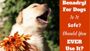 How to Euthanize A Dog with Benadryl How Much Benadryl Dosage for Dogs Antihistamine for Puppies