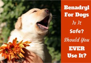 How to Euthanize A Dog with Benadryl How Much Benadryl Dosage for Dogs Antihistamine for Puppies