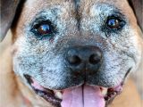 How to Euthanize A Dog with Benadryl Senior Pet Insurance Petfirst