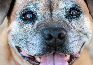 How to Euthanize A Dog with Benadryl Senior Pet Insurance Petfirst