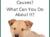 How to Euthanize A Dog with Benadryl What Causes Dog Wheezing What You Can Do About It