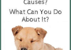 How to Euthanize A Dog with Benadryl What Causes Dog Wheezing What You Can Do About It