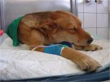 How to Euthanize A Dog with Sleeping Pills Animal Trypanosomiasis Wikipedia