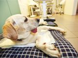 How to Euthanize A Dog with Sleeping Pills Bone Infection In Dogs Symptoms Causes Diagnosis Treatment