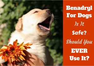 How to Euthanize A Dog with Sleeping Pills How Much Benadryl Dosage for Dogs Antihistamine for Puppies