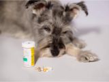 How to Euthanize A Dog with Sleeping Pills How to Euthanize A Dog with Sleeping Pills Mom Love Pets