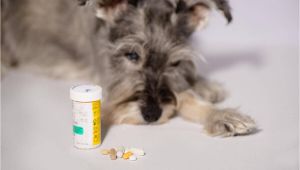 How to Euthanize A Dog with Sleeping Pills How to Euthanize A Dog with Sleeping Pills Mom Love Pets