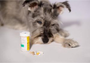How to Euthanize A Dog with Sleeping Pills How to Euthanize A Dog with Sleeping Pills Mom Love Pets