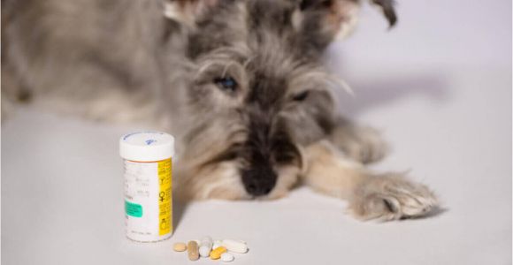 How to Euthanize A Dog with Sleeping Pills How to Euthanize A Dog with Sleeping Pills Mom Love Pets