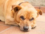 How to Euthanize A Dog with Sleeping Pills How to Treat Distemper In Puppies