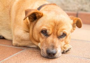 How to Euthanize A Dog with Sleeping Pills How to Treat Distemper In Puppies