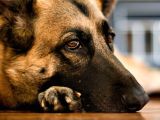 How to Euthanize A Dog with Sleeping Pills when is It Okay to Euthanize A Pet Rover Blog