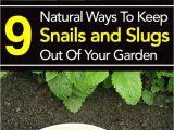 How to Get Rid Of Ground Moles with Dawn soap 126 Best Natural Pest Control Images On Pinterest Pest