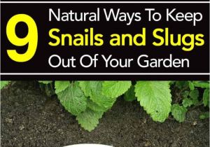 How to Get Rid Of Ground Moles with Dawn soap 126 Best Natural Pest Control Images On Pinterest Pest